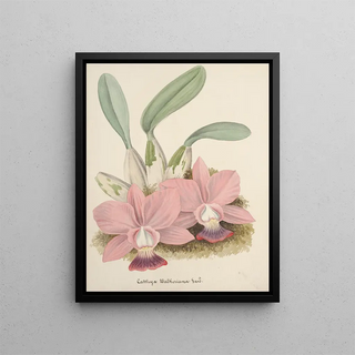 Anonymous - Collection dorchidees Pl80.webp