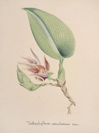 Anonymous - Collection dorchidees Pl82.webp