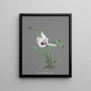 Anonymous - Collection dorchidees Pl83.webp