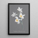 Sammlung von Orchideen Pl95 - Anonym — gerahmtes Bild an der Wand