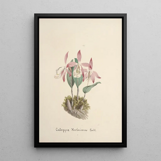 Anonymous - Collection dorchidees Pl97.webp