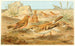 Roselin e allodola del deserto - Anonimo — vista dell’opera
