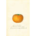 Reproduction of the painting Diospyros Hyakume - Anonymous