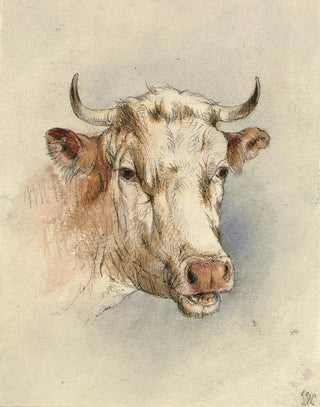 Anonymous - Head of a bull.webp