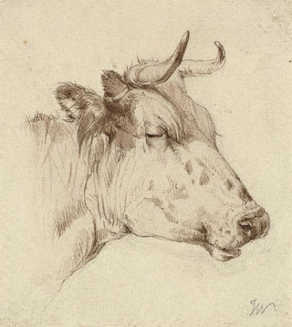 Anonymous - Head of a cow.webp