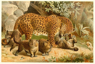 Anonymous - Leopards.webp