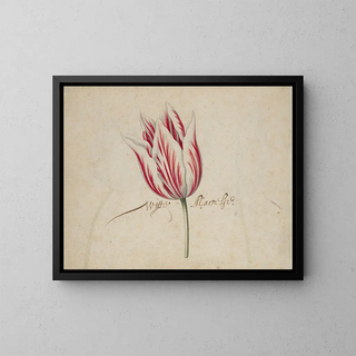 Anonymous - One Tulip.webp
