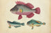 Un poisson rosa, due pesci verdi - Anonimo — vista dell’opera