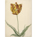 Riproduzione del dipinto Tulipano - Anonimo