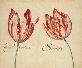 Anonymous - Two Tulips.webp