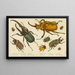 Divers types di coleotteri - Anonimo — quadro incorniciato alla parete