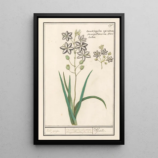 Anselmus Botius de Boodt - Affodil Asphodelus Veld ajuijn Ornithogalon Spicatum Monspelliensium florelacteo Afodille.webp