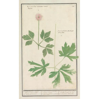 Anselmus Botius de Boodt - Anemoon Anemone.webp