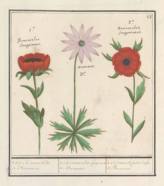 Anselmus Botius de Boodt - Anemoon Anemone 1 et 2 Roononckels 3 Anemonie.webp