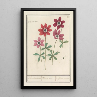 Anselmus Botius de Boodt - Anemoon Anemone Diversche anemonien Anemone variae Differentes anemones.webp