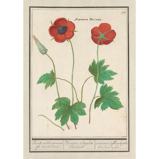 Anselmus Botius de Boodt - Anemoon Anemone Roode enkele anemonie ofte windbloeme Anemone Simplex Coccinea anemones fleur Simple Couleur de feu.webp