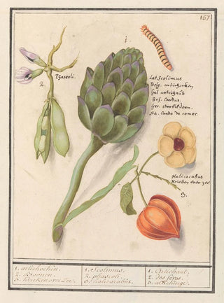 Anselmus Botius de Boodt - Artisjok Cynara scolymus tuinbonen Vicia faba en lampionplant Physalis.webp