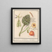Artisjok Cynara scolymus tuinbonen Vicia faba et lampionplant Physalis - Anselmus Botius de Boodt — quadro incorniciato alla parete