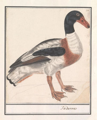 Anselmus Botius de Boodt - Bergeend Tadorna tadorna.webp