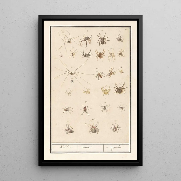 Anselmus Botius de Boodt - Blad met spinnen Kobben aranea araignes.webp