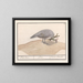Pfau blauer Pavo cristatus - Anselmus Botius de Boodt — gerahmtes Bild an der Wand