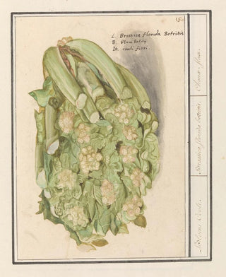 Anselmus Botius de Boodt - Bloemkool Brassica oleracea convar botrytis var Botrytis.webp