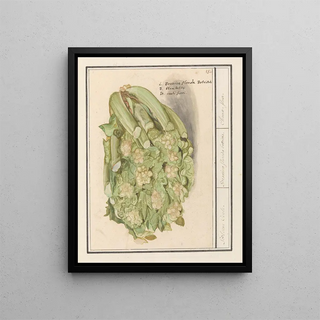 Anselmus Botius de Boodt - Bloemkool Brassica oleracea convar botrytis var Botrytis.webp