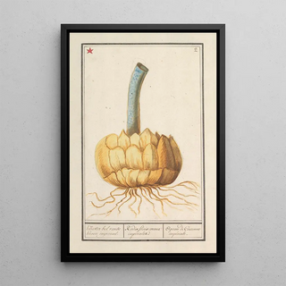 Anselmus Botius de Boodt - Bol van de keizerskroon Fritillaria imperialis.webp