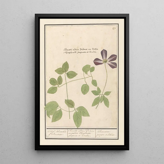 Anselmus Botius de Boodt - Clematis Clematis Colyk Bloemeken of Klematusse.webp