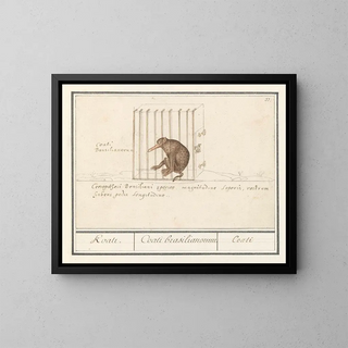 Anselmus Botius de Boodt - Coati Nasua Koati Coati brasilianorum Coati.webp