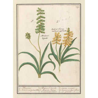 Anselmus Botius de Boodt - Druifhyacint Muscari 1 Muscari 2 Muscari met geluwe bloem.webp