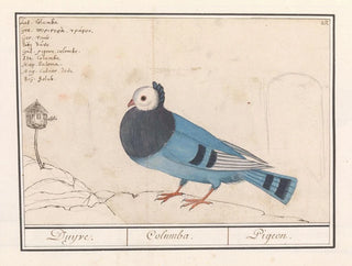 Anselmus Botius de Boodt - Duif Columbidae.webp
