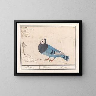 Anselmus Botius de Boodt - Duif Columbidae.webp