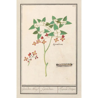 Anselmus Botius de Boodt - Elfenbloem Epimedium alpinum Epimedium Kruyd Epimedium Chapeau dEvque.webp