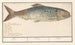 Alose Alosa alosa Alose Alosa - Anselmus Botius de Boodt — artwork view