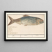 Alose Alosa alosa Alose Alosa - Anselmus Botius de Boodt — framed artwork on a wall