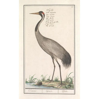 Anselmus Botius de Boodt - Europese kraanvogel Grus grus.webp