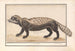 Zorille rayée ou zorille Ictonyx striatus - Anselmus Botius de Boodt — artwork view