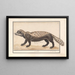 Zorille rayée ou zorille Ictonyx striatus - Anselmus Botius de Boodt — framed artwork on a wall
