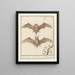 di Gladneus pipistrello Vespertilionidae Vledermuijs Vespertilio Chauvesouris - Anselmus Botius de Boodt — quadro incorniciato alla parete