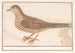 the Thrush Turdus viscivorus or Song Thrush Turdus philomelos - Anselmus Botius de Boodt — artwork view