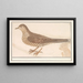 the Thrush Turdus viscivorus or Song Thrush Turdus philomelos - Anselmus Botius de Boodt — framed artwork on a wall