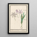 Colchique d'automne Colchicum autumnale 1 zafferano 2 hermodactyles colchiques - Anselmus Botius de Boodt