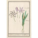 Colchique d'automne Colchicum autumnale 1 zafferano 2 hermodactyles colchiques - Anselmus Botius de Boodt