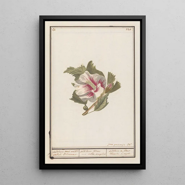 Anselmus Botius de Boodt - Hibiscus Hibiscus syriacus.webp
