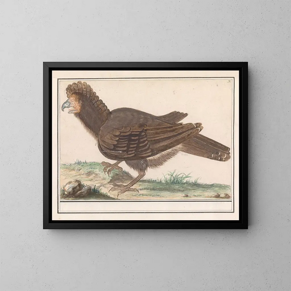 Oiseau di pollame Galliformes - Anselmus Botius de Boodt — quadro incorniciato alla parete