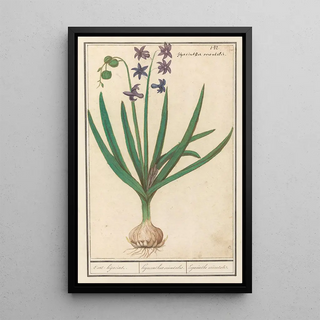 Anselmus Botius de Boodt - Hyacint Hyacinthus orientalis Oosthijacint Hyacinthus orientalis hyacinthe orientale.webp