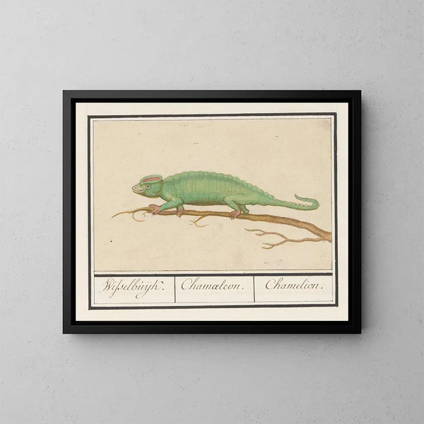 Caméléon - Anselmus Botius de Boodt — quadro incorniciato alla parete