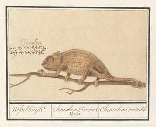Anselmus Botius de Boodt - Kameleon Chamaeleonidae Wisselbuijk Chamaeleon Cinerius Verus Chamelion veritable.webp