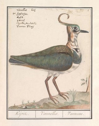Anselmus Botius de Boodt - Kievit Vanellus vanellus.webp